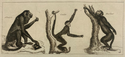 Ревуны и коаита. XVIII век. Бумага, офорт, лист- 25.5 х 16 см Франция.