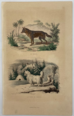 Неизвестный гравёр - Шакал. Собака в Сибири, 1836 г. Гравюра на стали, раскарашенная акварелью 