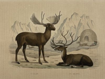 Джанет Ланге (1811 - 1872) - Лось и северный олень. 1836 г. Бумага, гравюра на стали, акварель 