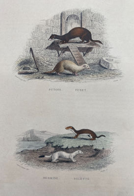 Джанет Ланге (1811 - 1872) - Хорьки, горностай и ласка. 1836 г. Бумага, гравюра на стали, акварель 