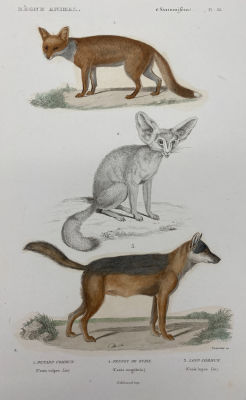 Н. Ремонд (-) - Обыкновенная лиса, фенек из Нубии, обыкновенный волк. 1840 г. Бумага, гравюра на 