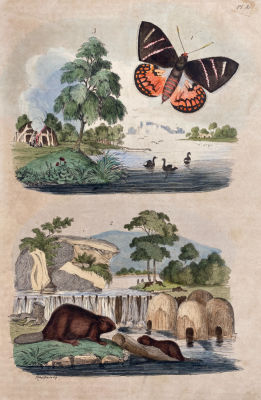 Герен Эдуард (1799-1874) - Бабочка и бобры. 1840-е гг. Бумага, гравюра на стали, акварель, лист - 