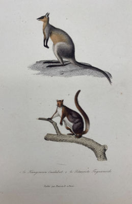 Неизвестный гравёр - Улубатский кенгуру и гигантская летяга. 1840-е гг. Бумага, гравюра, акварель 