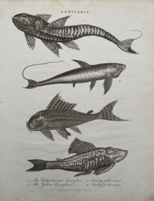 Неизвестный гравер - Лорикария (Loricaria). 1814 г. Бумага, гравюра, 28.5 х 22.9 см