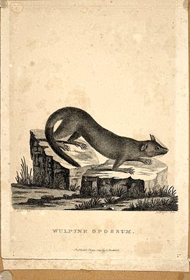 Питер Мазелл (?-1788) - Опоссум. XVIII в. . Бумага на картоне, офорт, 28 х 20 см