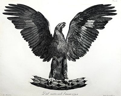 Джокондо Альбертолли (1742-1839) - От естественного 1794 года. 1794 г. Бумага, гравюра, 51.1 х 