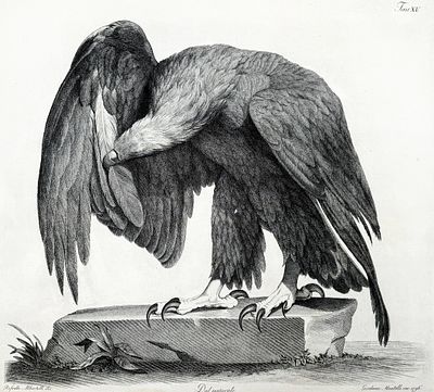 Джокондо Альбертолли (1742-1839) - От естественного. 1796 г. Бумага, гравюра, 50.2 х 65.3 см 