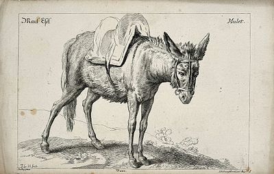 (М) Гертель, Георг Леопольд (1740-1778) - Осел. Вторая половина XVIII в. Бумага, гравюра резцом 