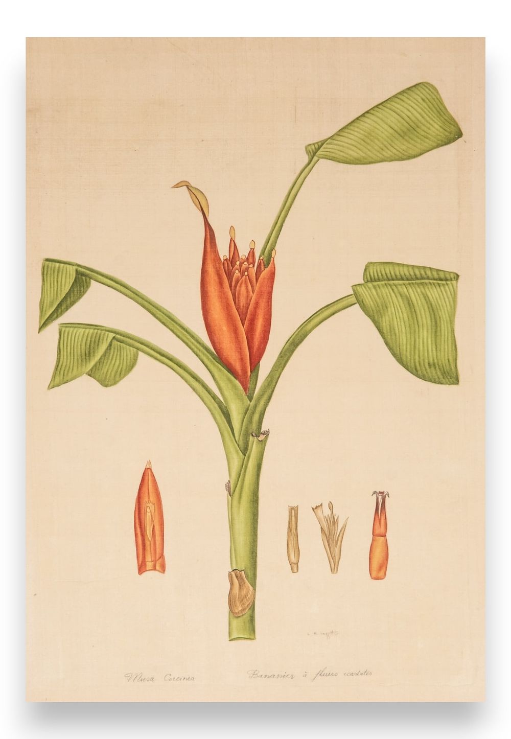 Lot 363: Signed L.R Laffitte Watercolor of Scarlet-flowered Banana Tree on Silk Mounted on Laid Paper