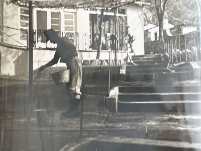 Sierra Madre Wistaria Vine Gardens vintage photo. 10x8 inches