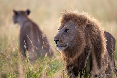 Original African Safari photo. A lion and his girlfriend. This photo was taken in Kenya. High