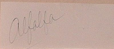 Alfalfa "Our Gang" signature slip. 4 in. by 1.5 in. "Our Gang" slip autographed by Alfalfa.