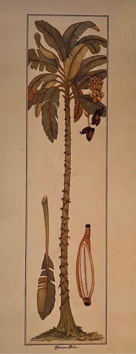 Lot 11: Vintage Tropical Banana Palm Tree Art Print