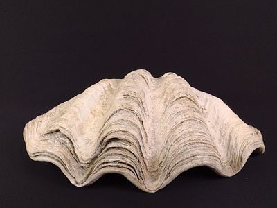 Giant Clam Shell Replica. NOT ELIGIBLE FOR IN HOUSE SHIPPING: See Terms for Shipping Options. 