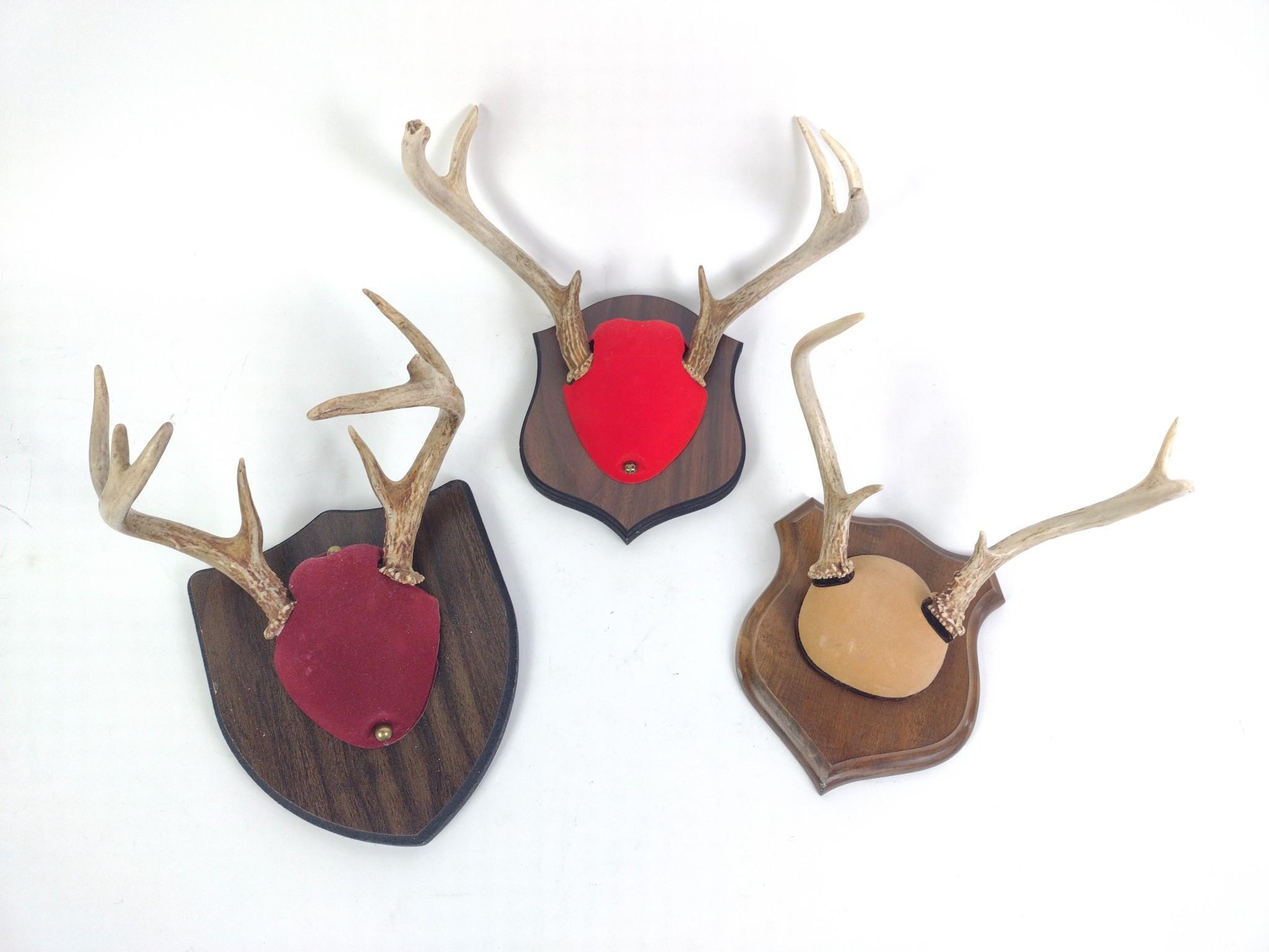 3 Mounted Antlers