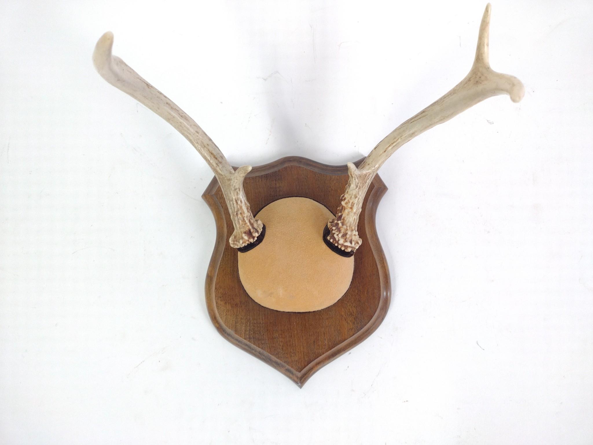 3 Mounted Antlers