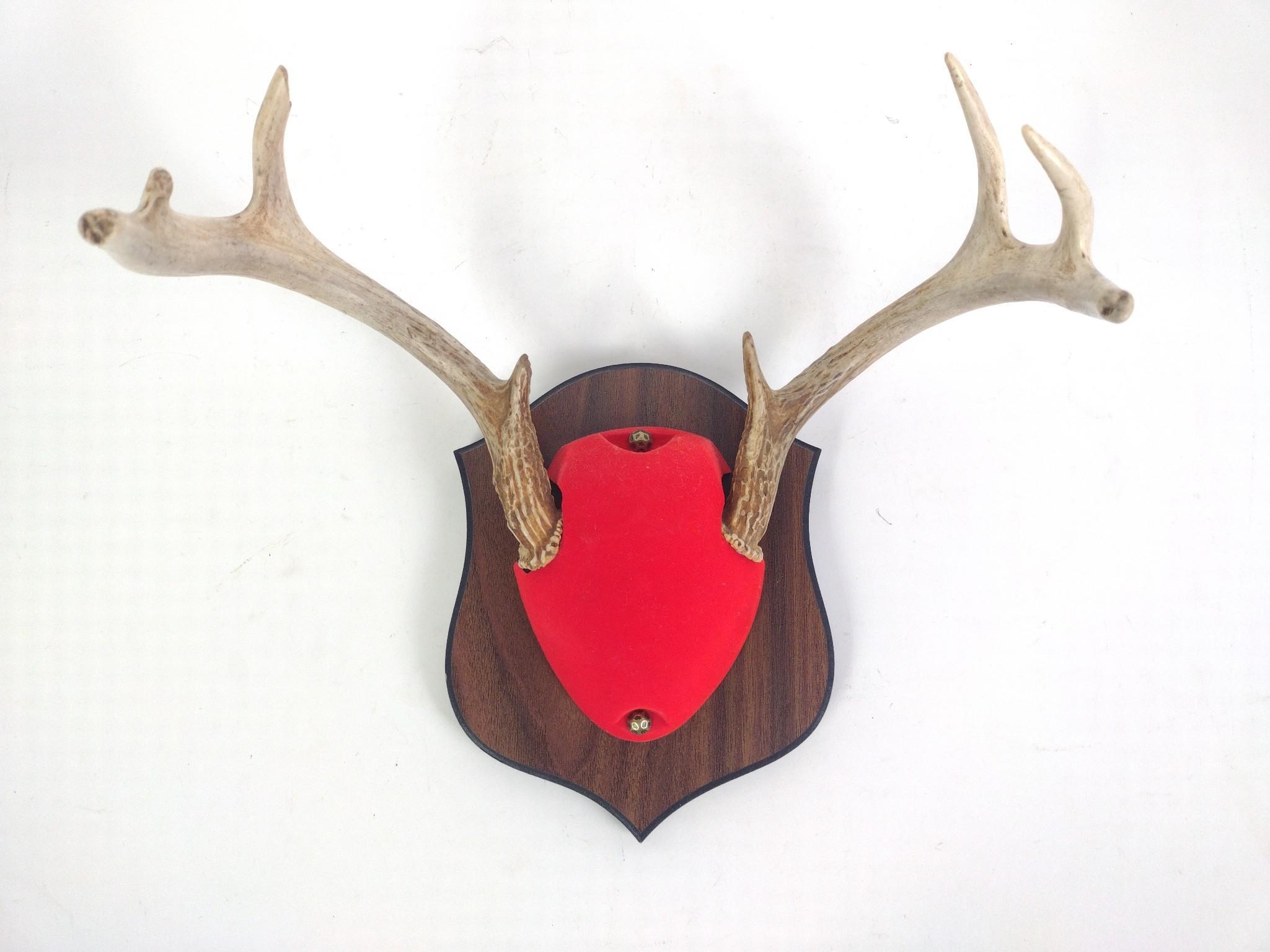 3 Mounted Antlers