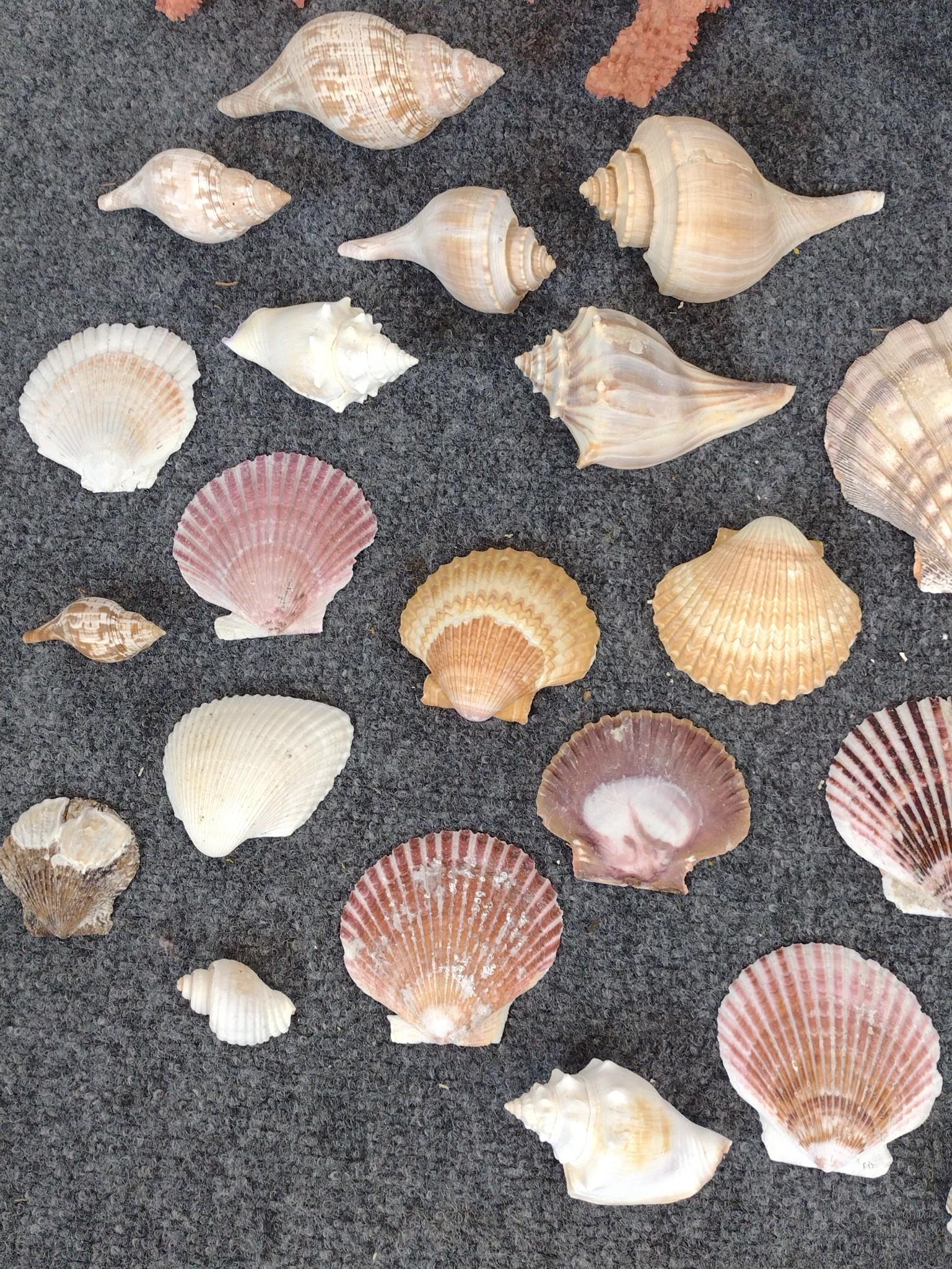 Large Faux Seashell & Natural Shells