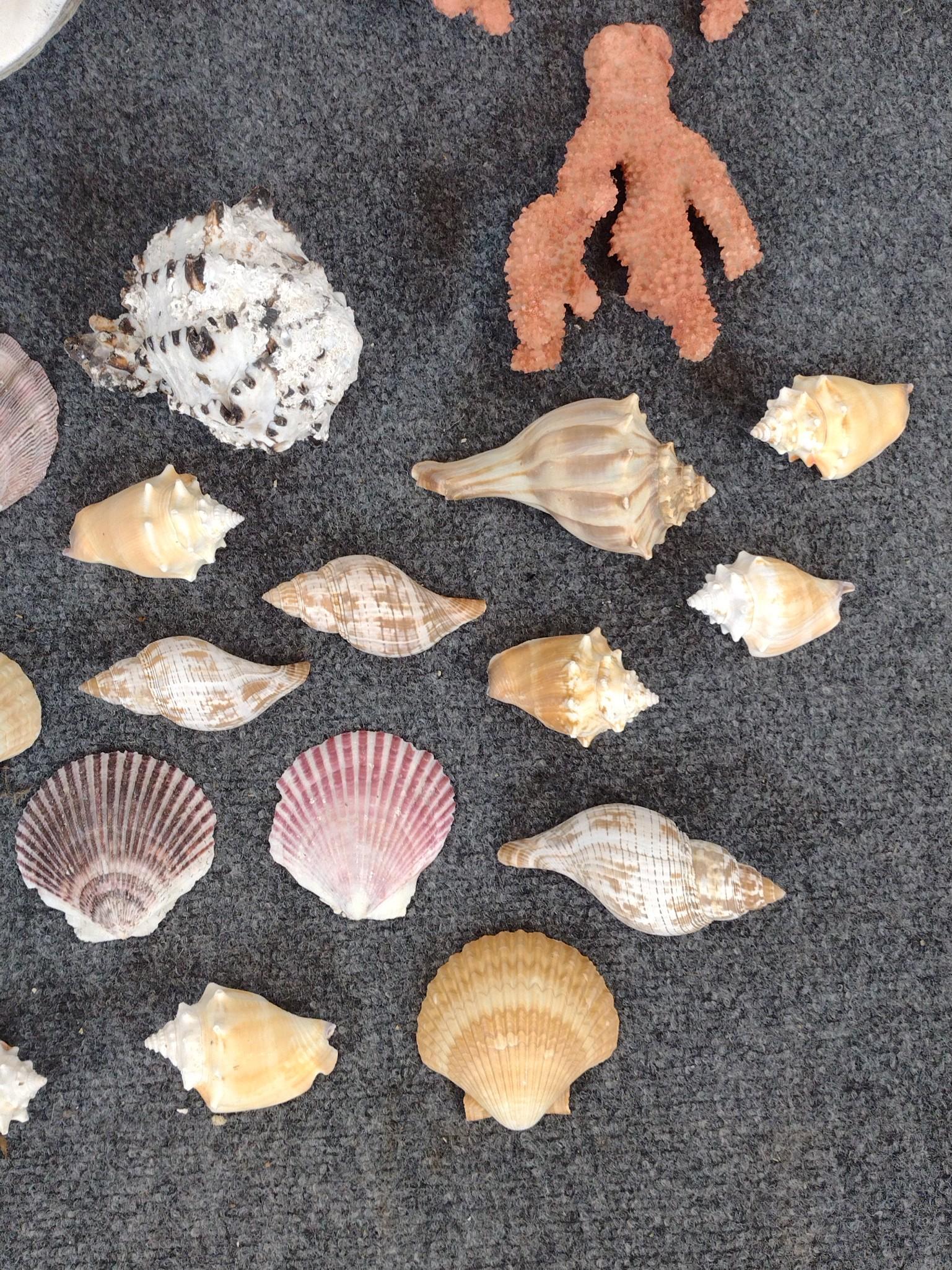 Large Faux Seashell & Natural Shells