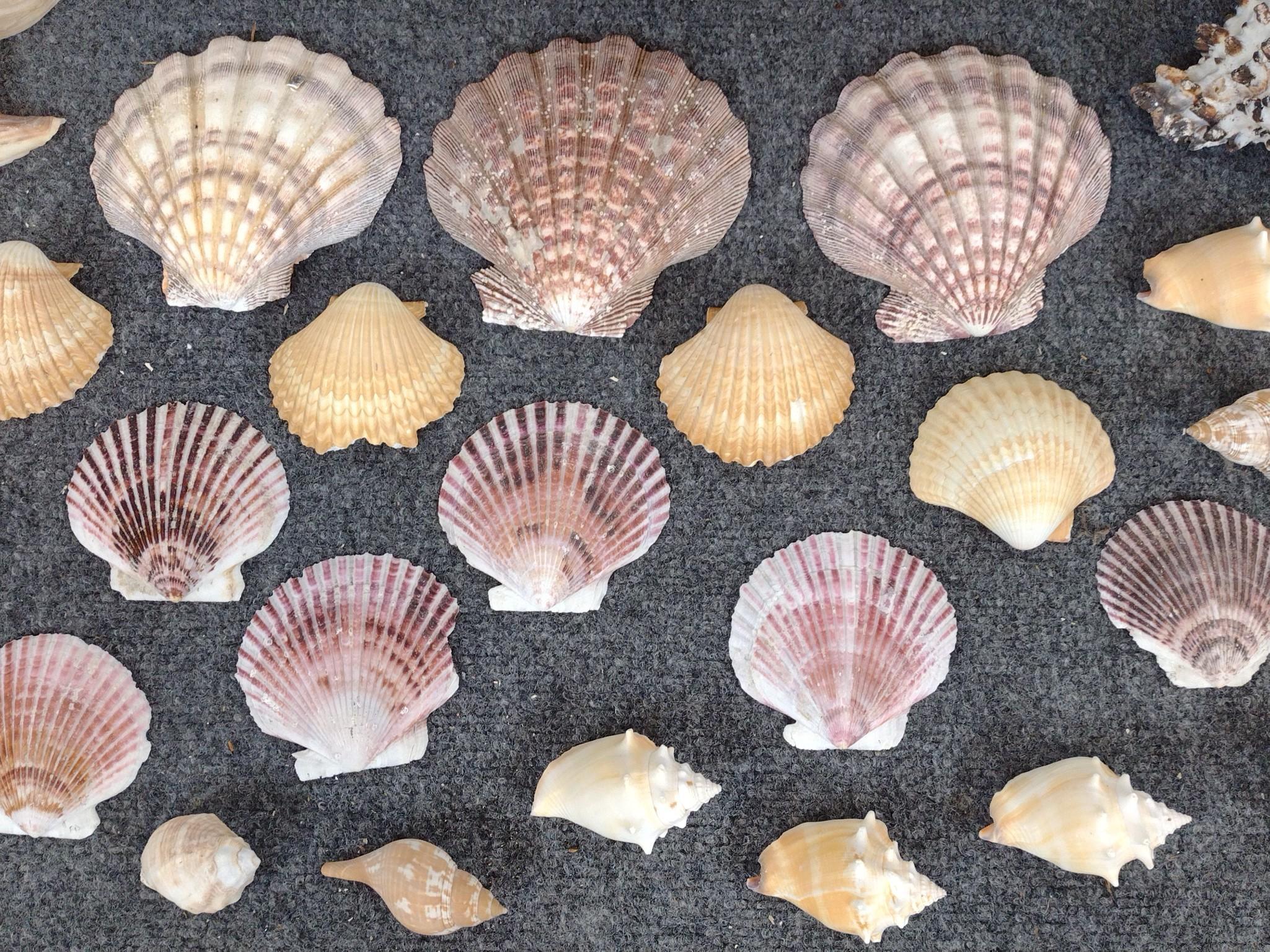 Large Faux Seashell & Natural Shells