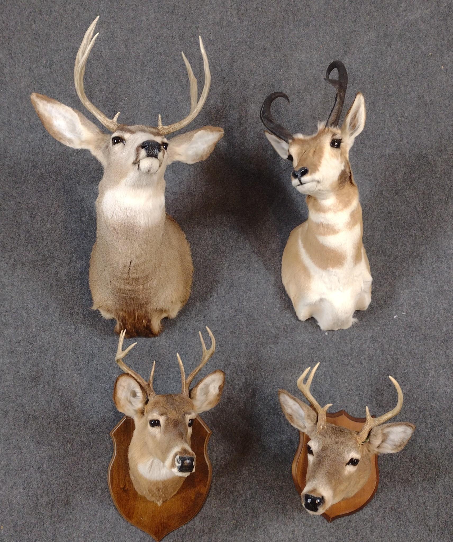 4 Taxidermy Mounts Incl Whitetail and Pronghorn