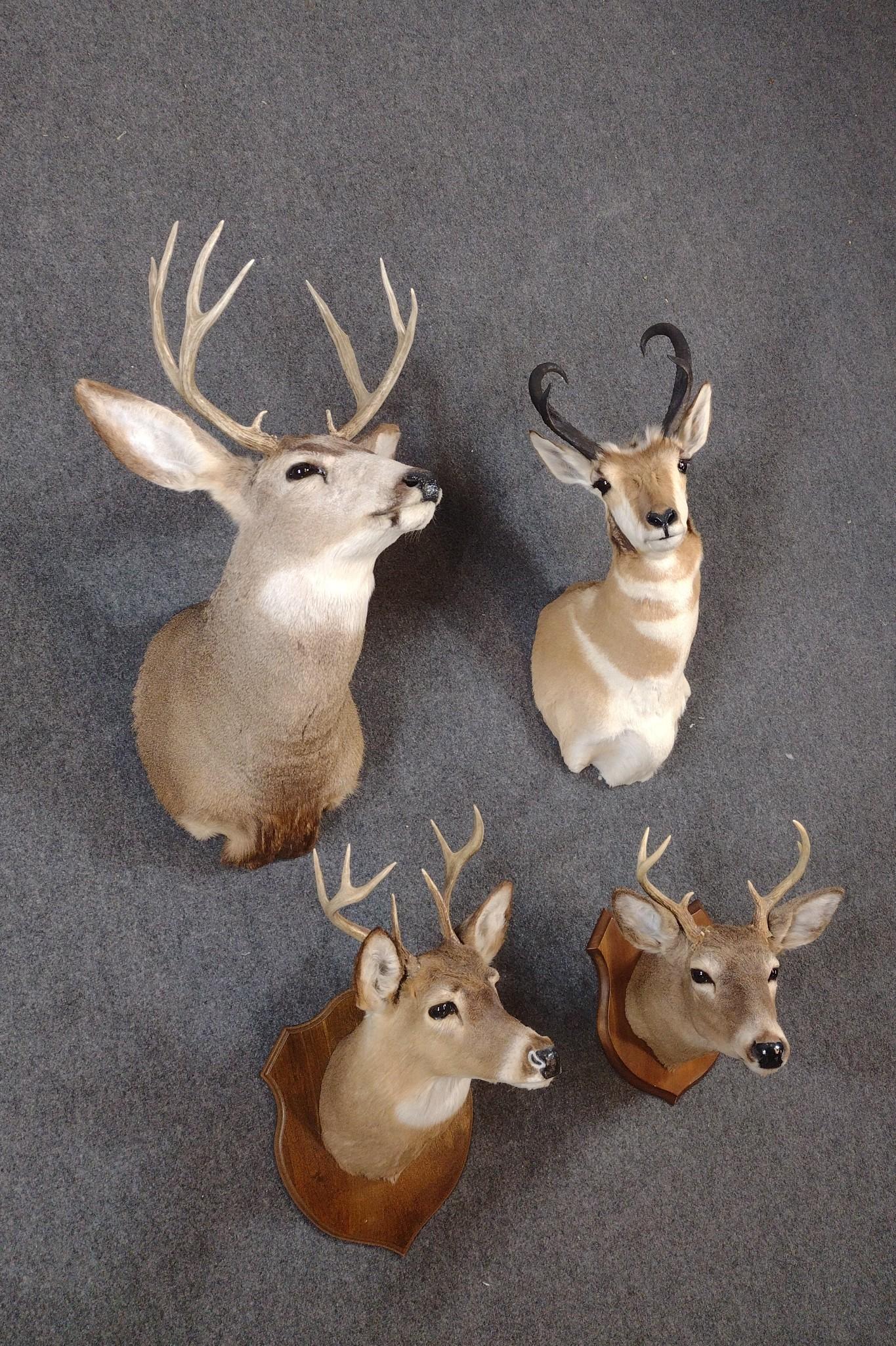 4 Taxidermy Mounts Incl Whitetail and Pronghorn
