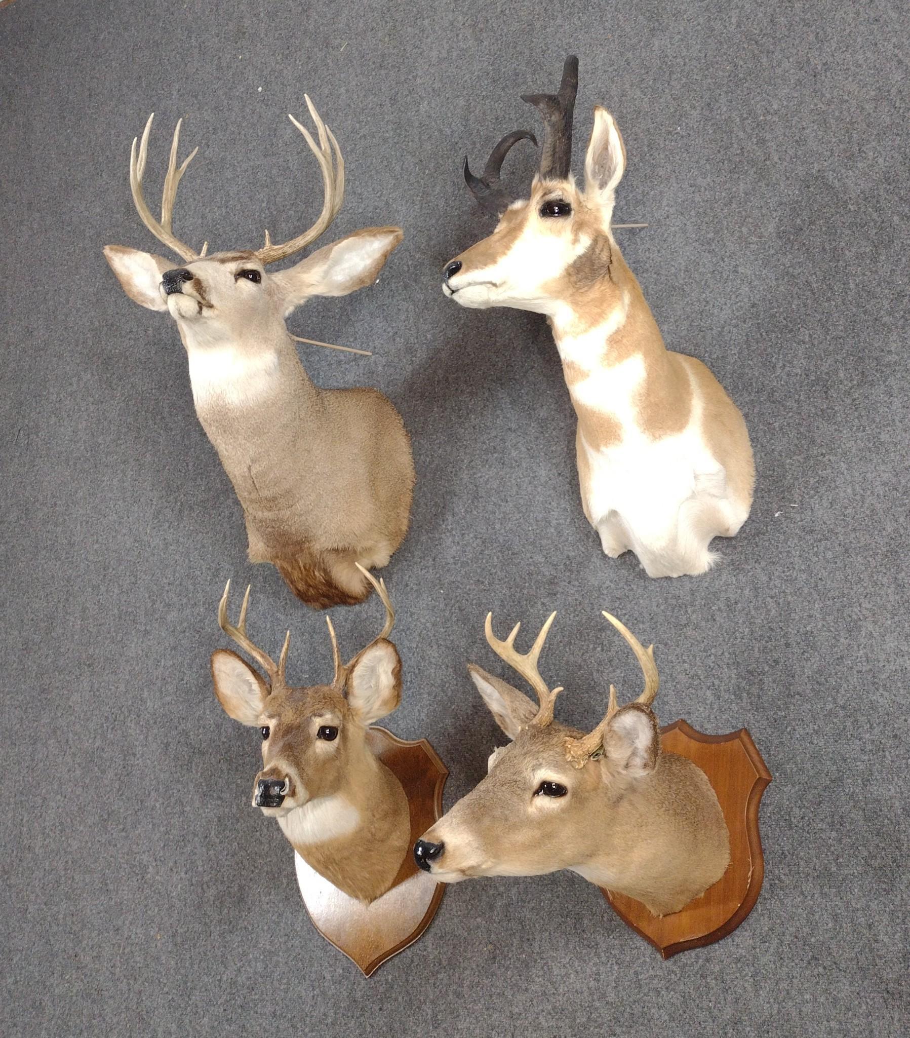 4 Taxidermy Mounts Incl Whitetail and Pronghorn