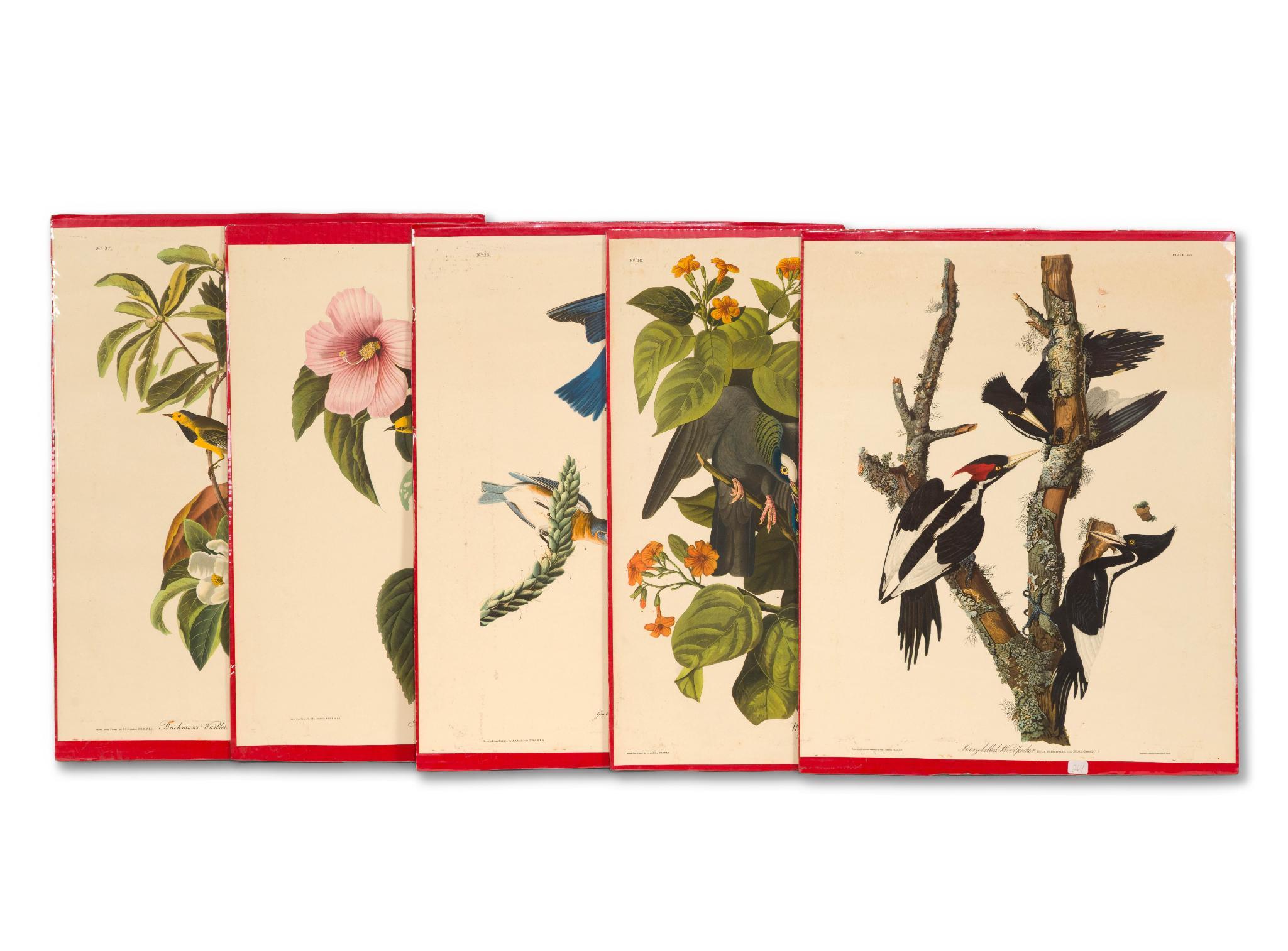 5 Audubon Bird Prints