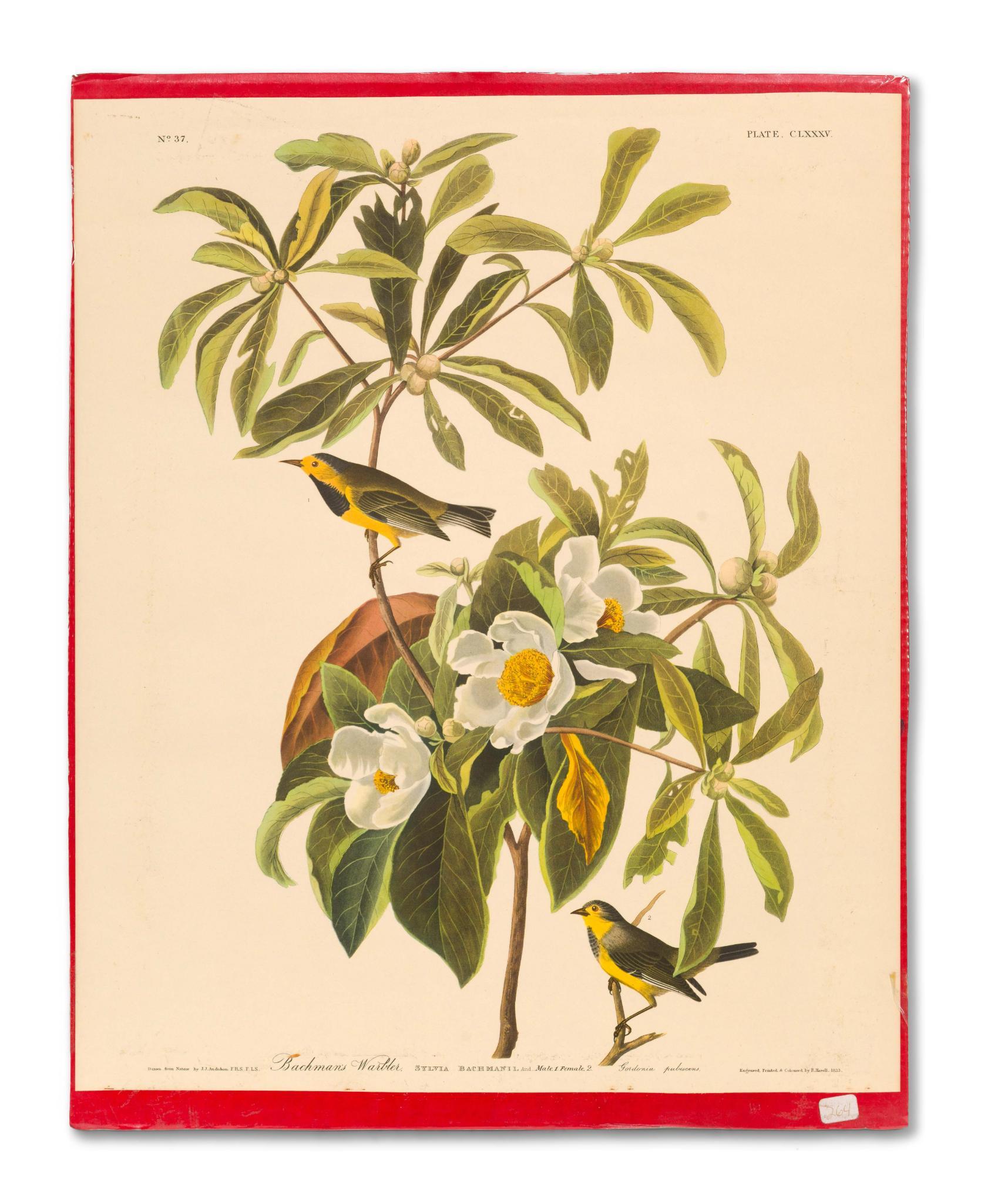5 Audubon Bird Prints
