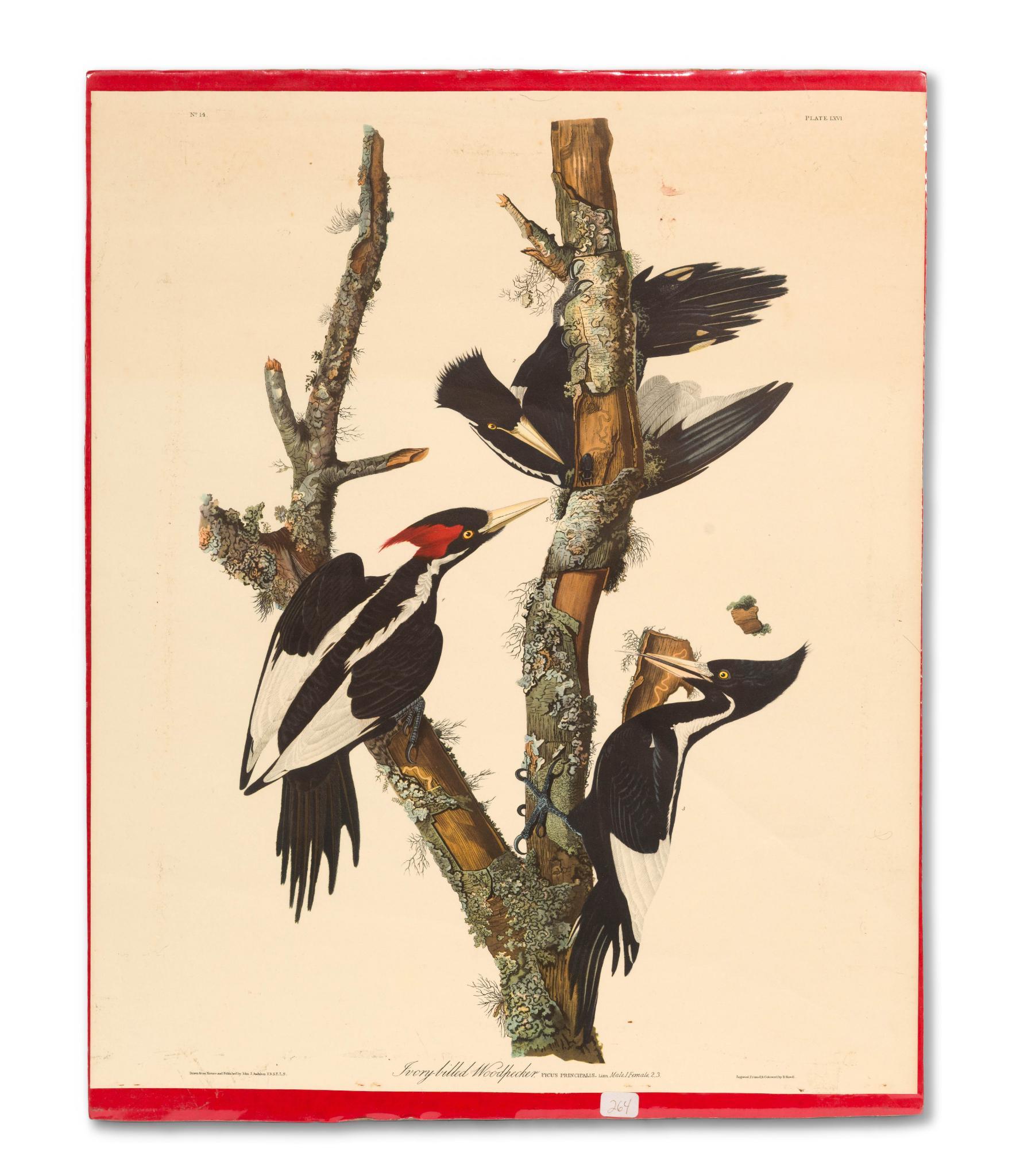 5 Audubon Bird Prints