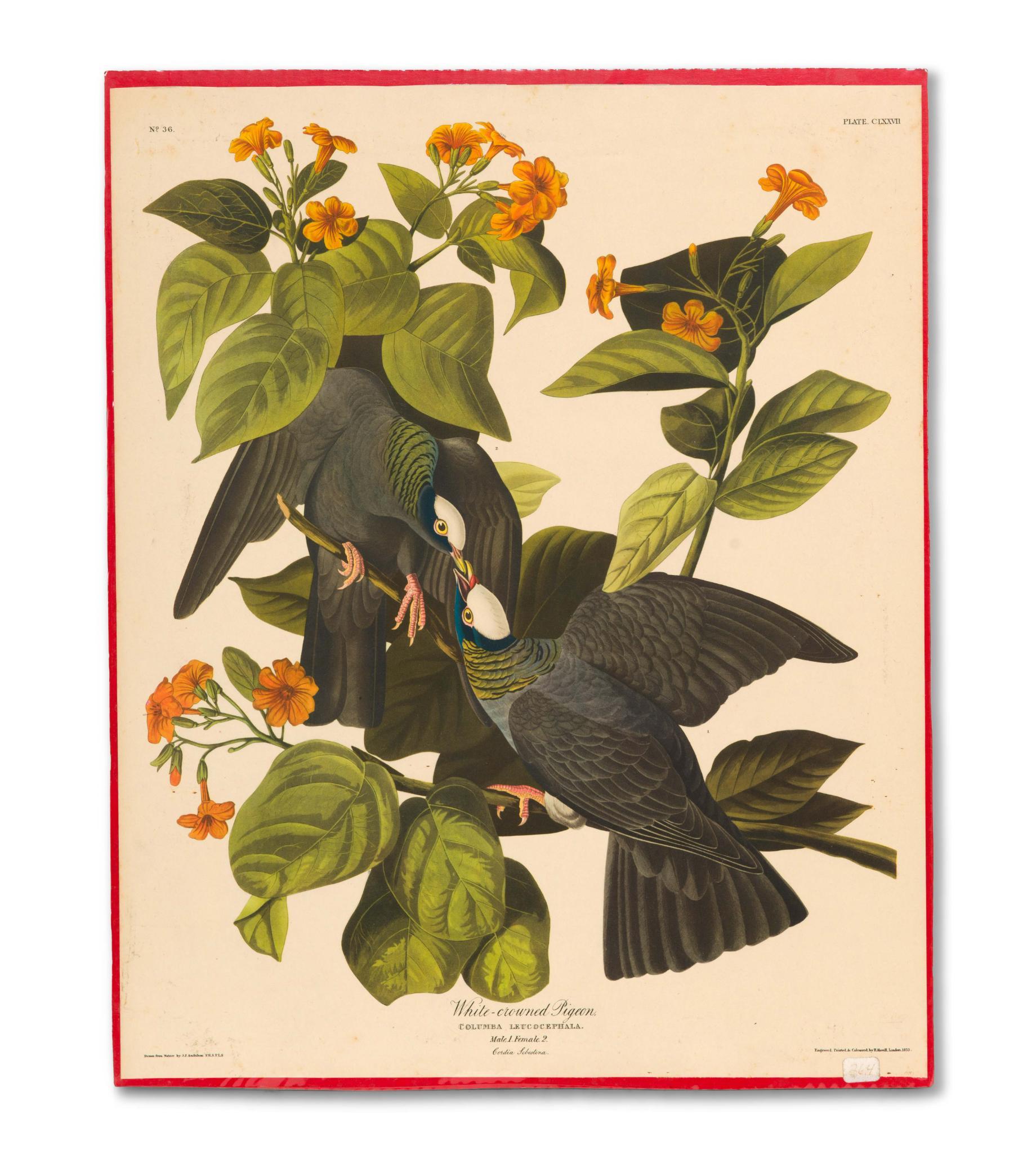 5 Audubon Bird Prints