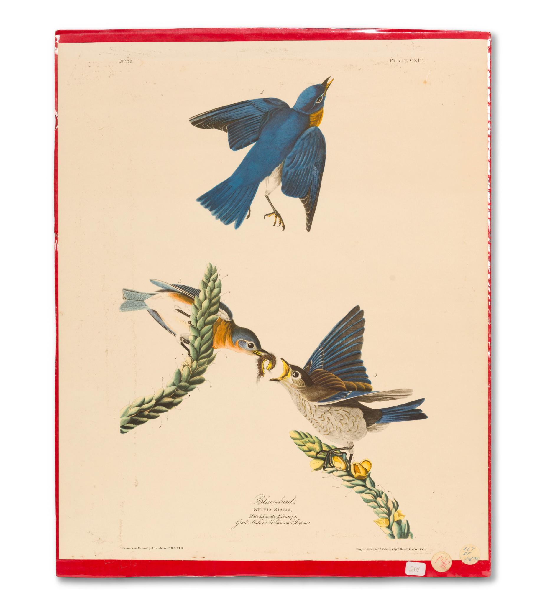 5 Audubon Bird Prints