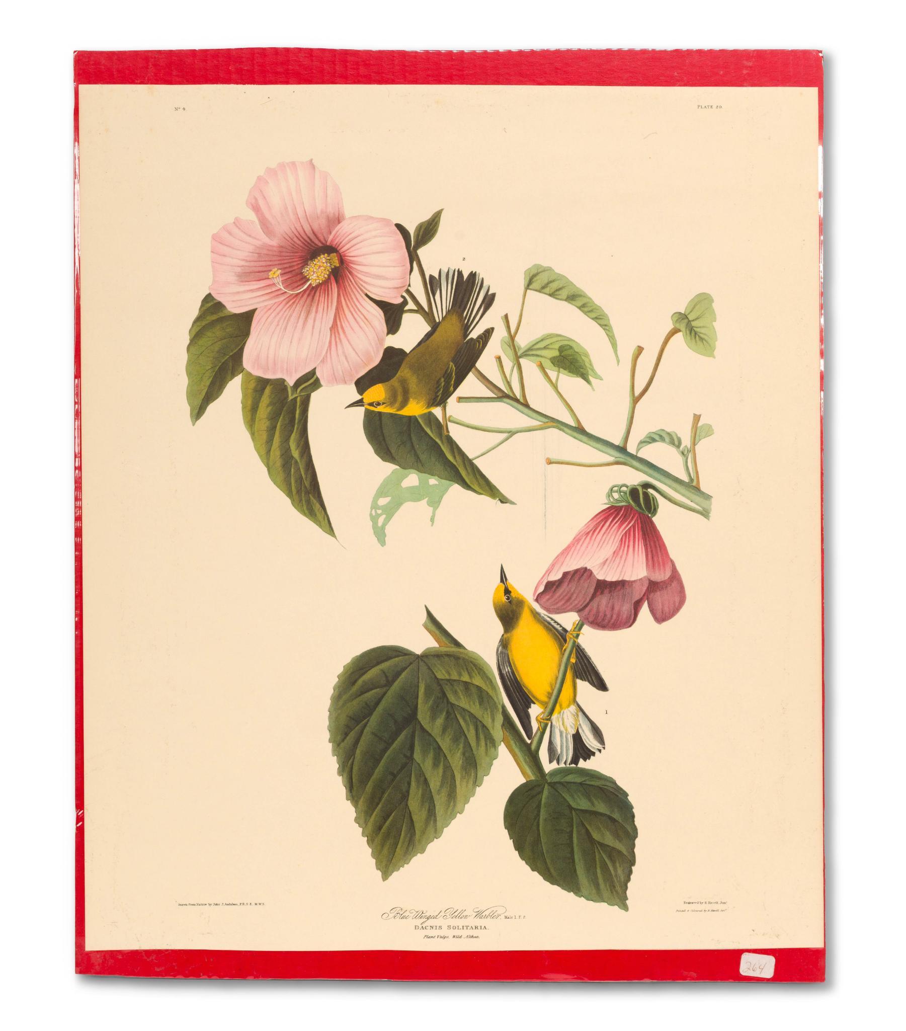 5 Audubon Bird Prints