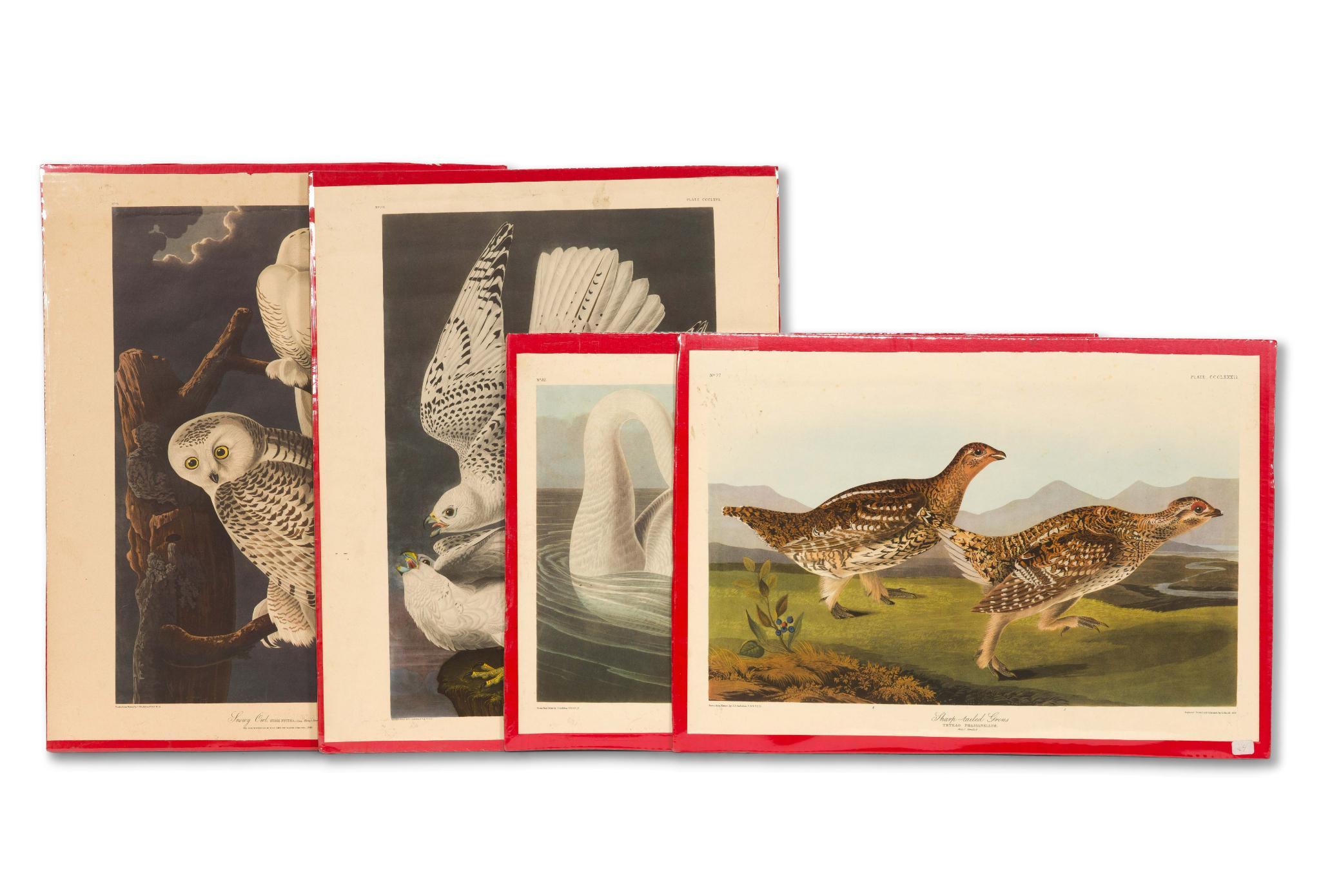 4 Audubon Bird Prints