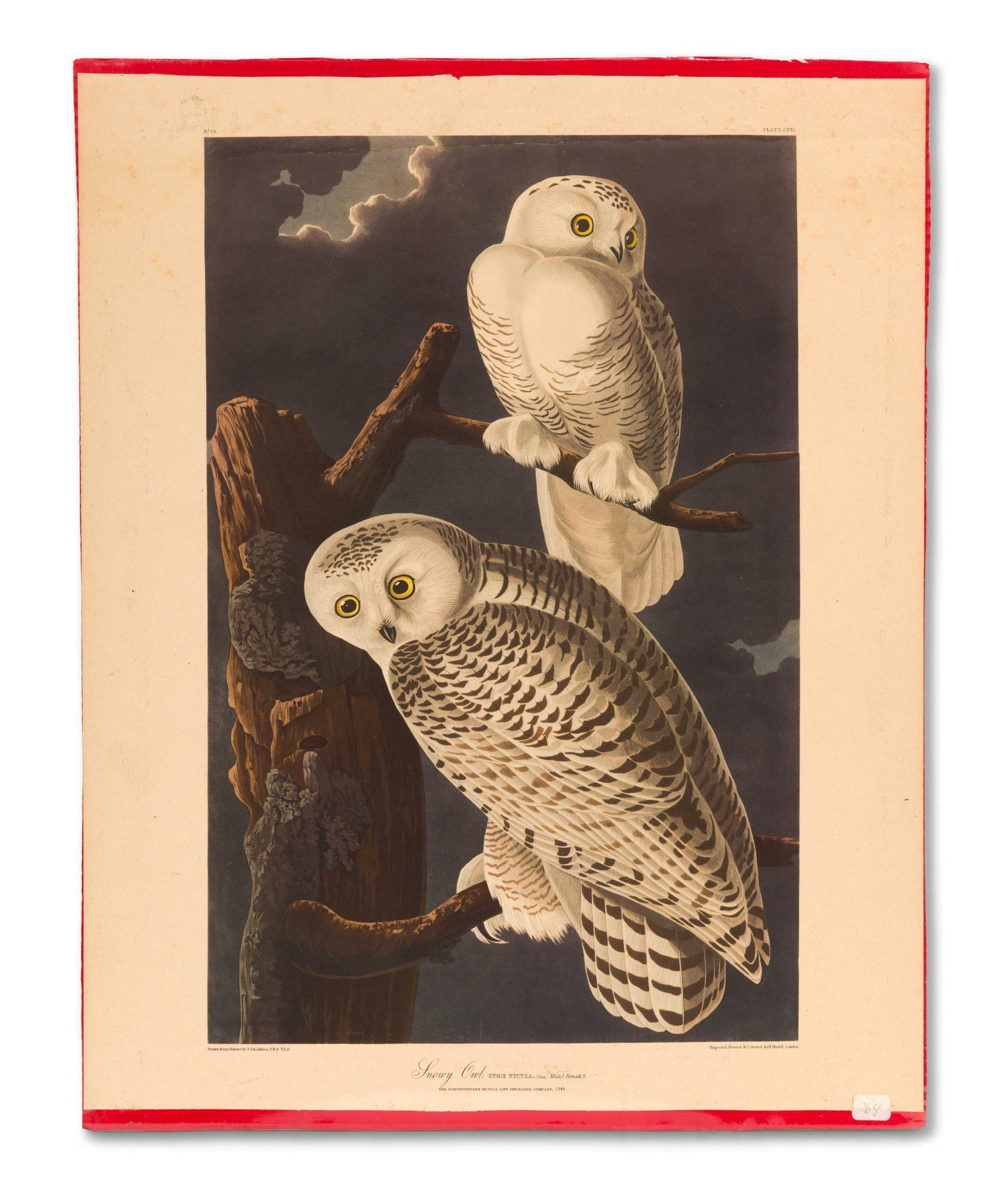 4 Audubon Bird Prints