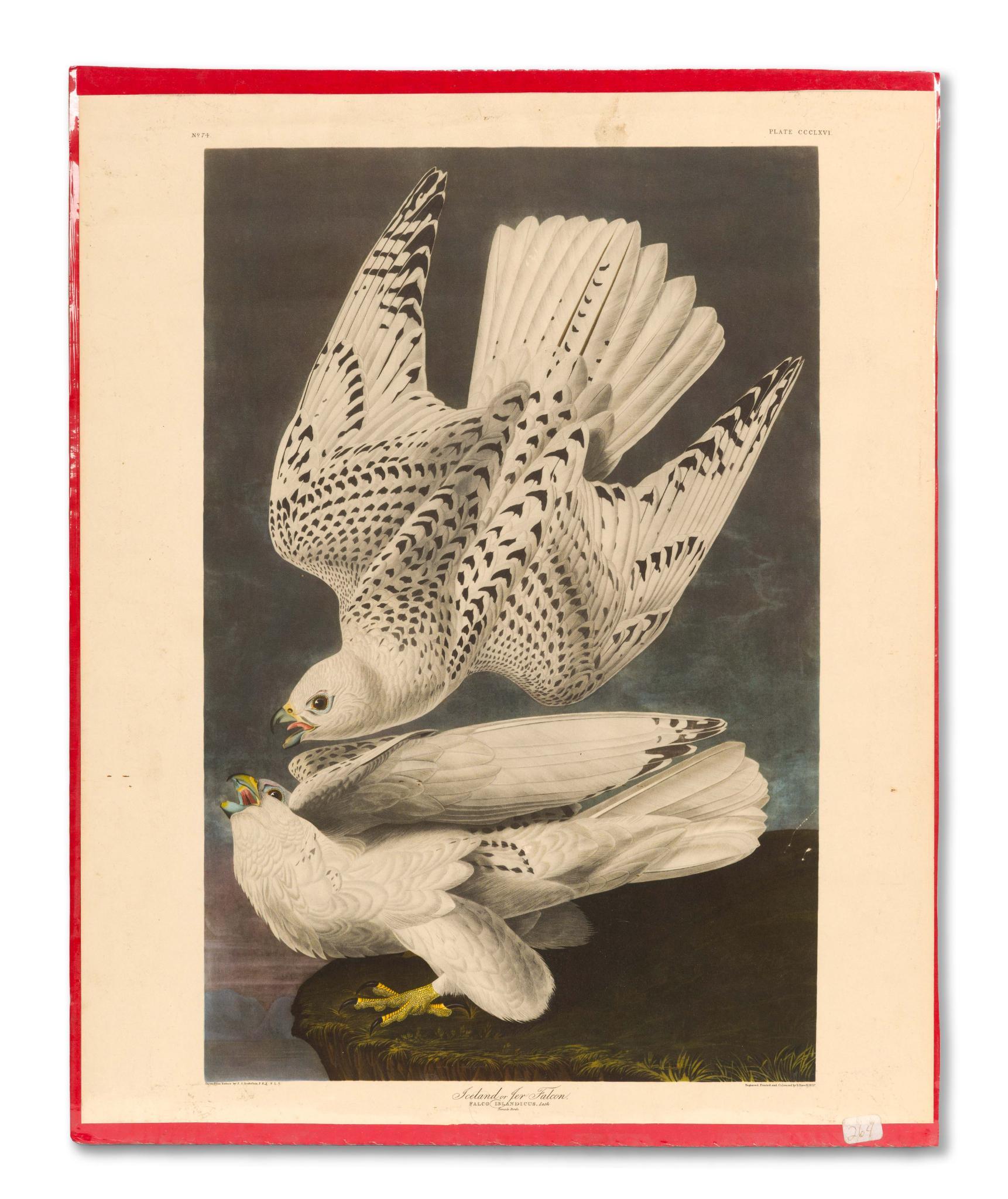 4 Audubon Bird Prints