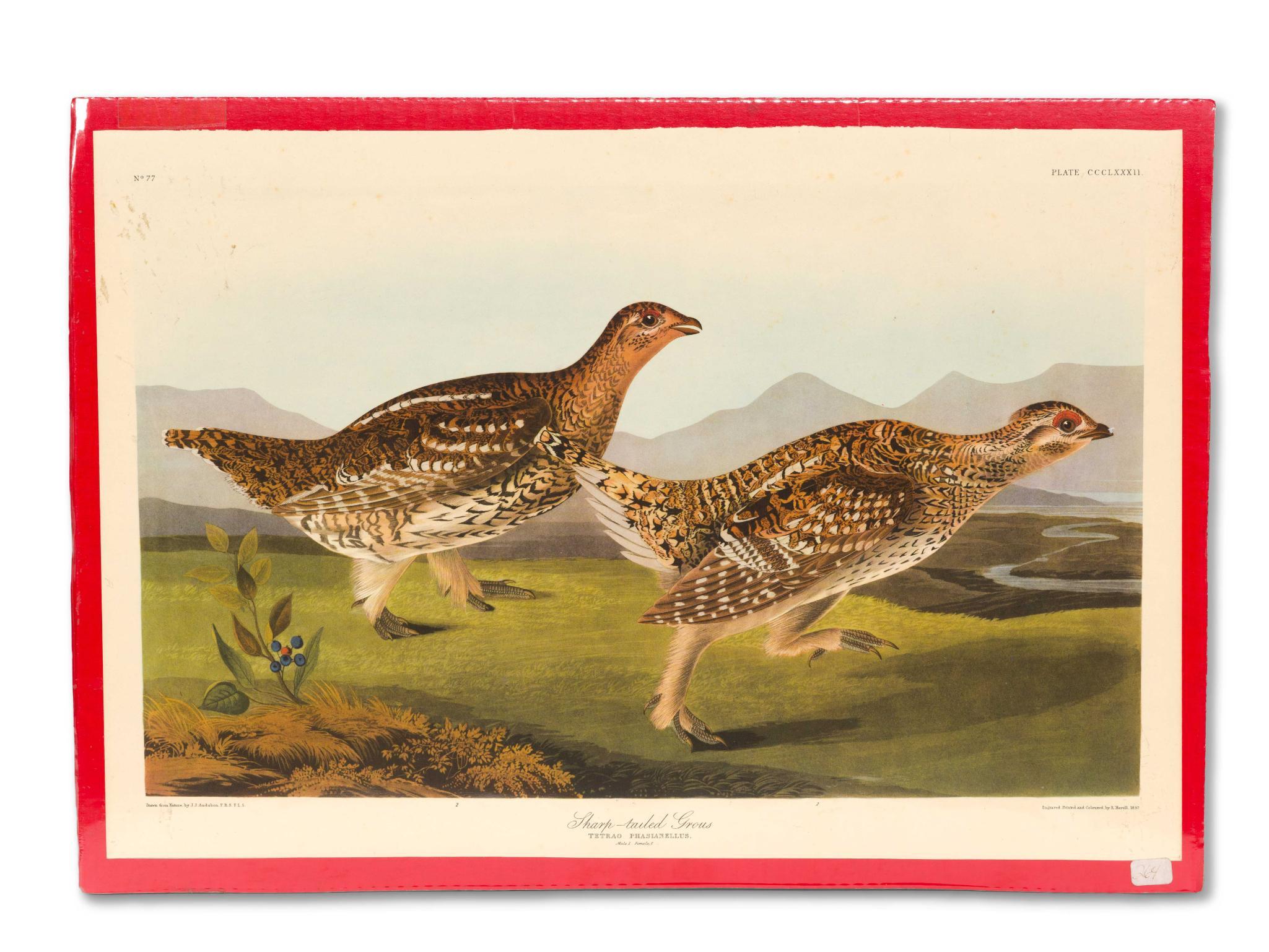 4 Audubon Bird Prints