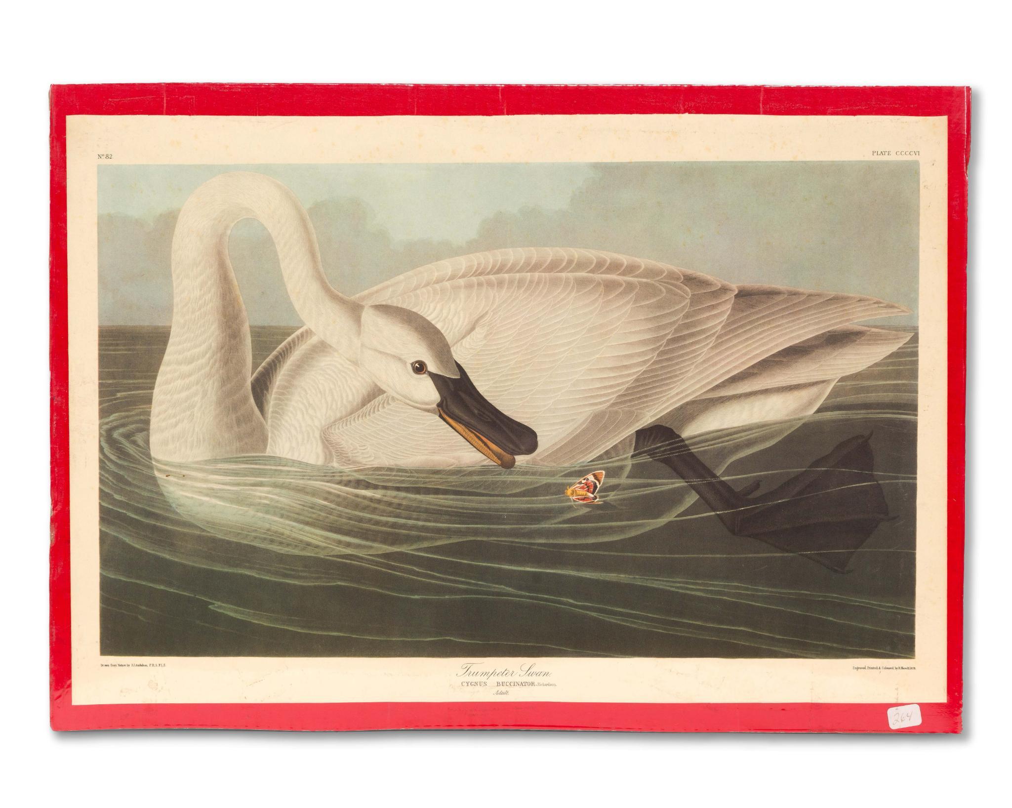 4 Audubon Bird Prints