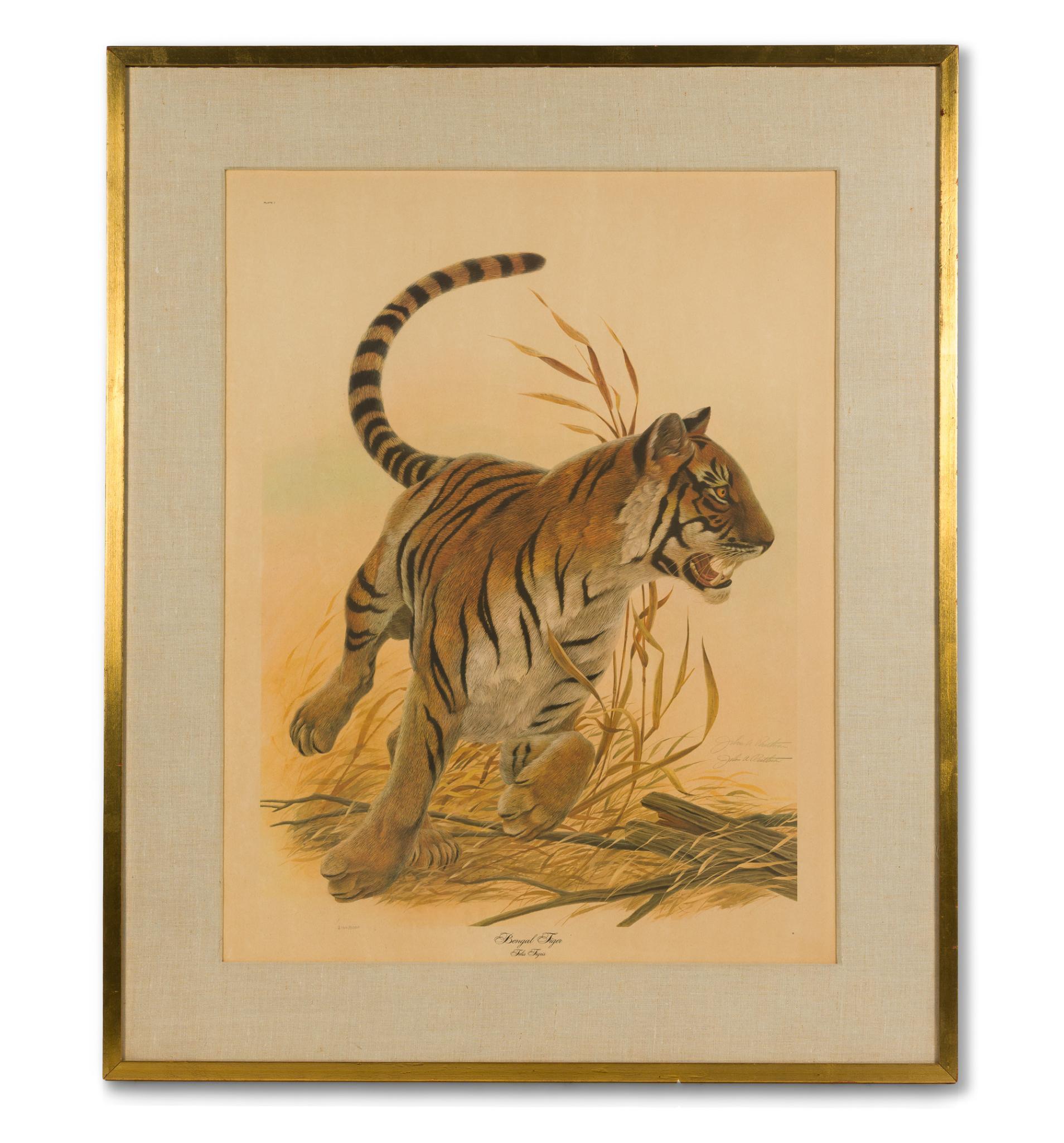 John Ruthven "Bengal Tiger" Lithograph