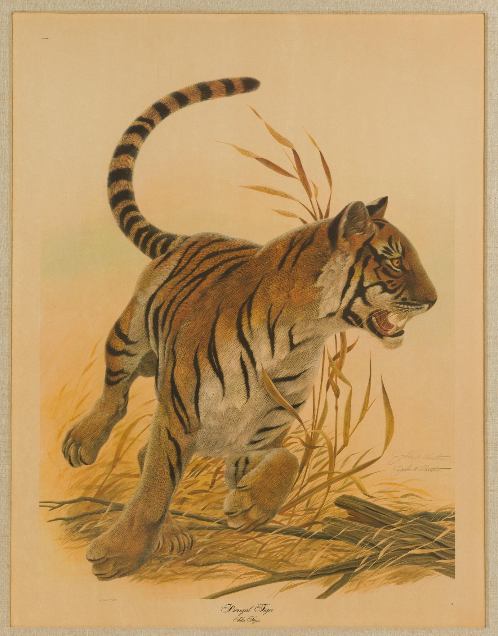 John Ruthven "Bengal Tiger" Lithograph