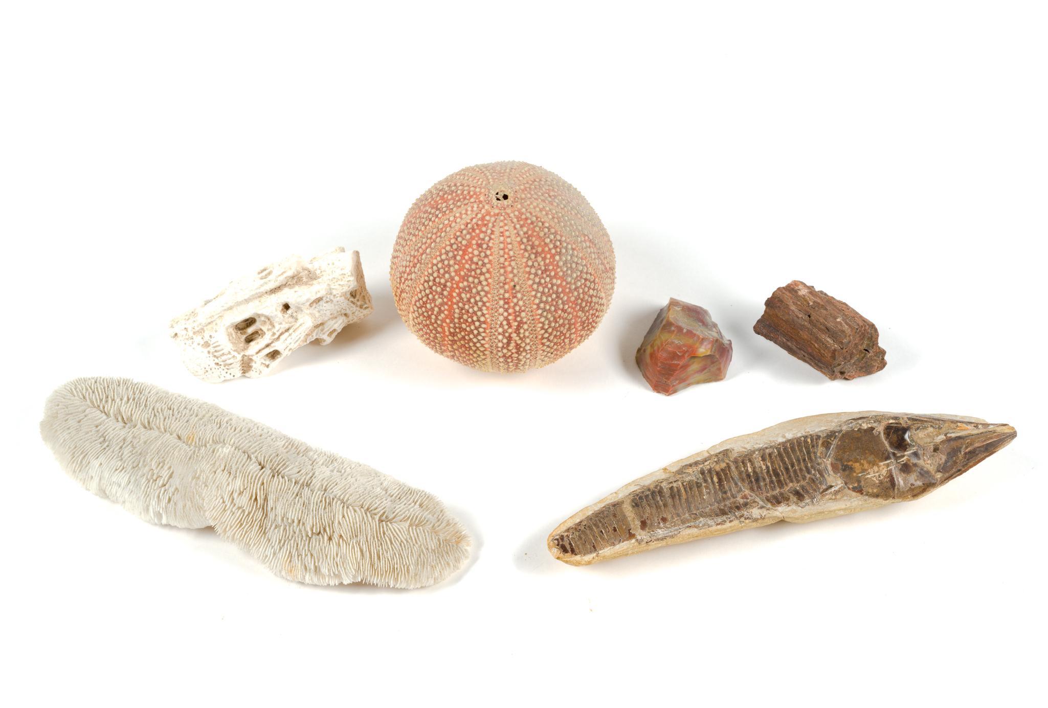 Fish Fossil, Minerals & Sea Urchin Skeleton Shaker