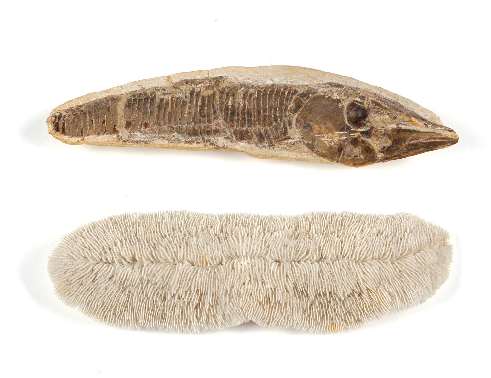 Fish Fossil, Minerals & Sea Urchin Skeleton Shaker