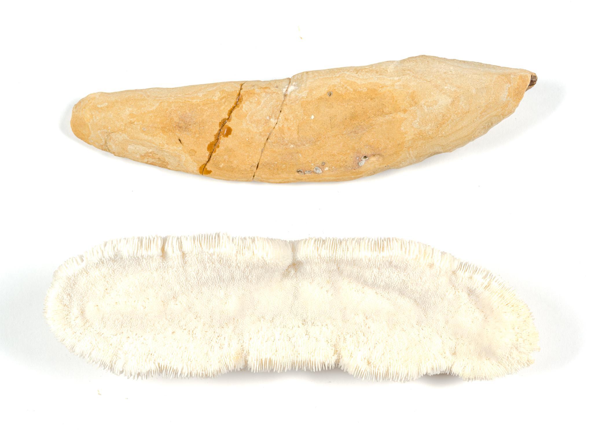 Fish Fossil, Minerals & Sea Urchin Skeleton Shaker