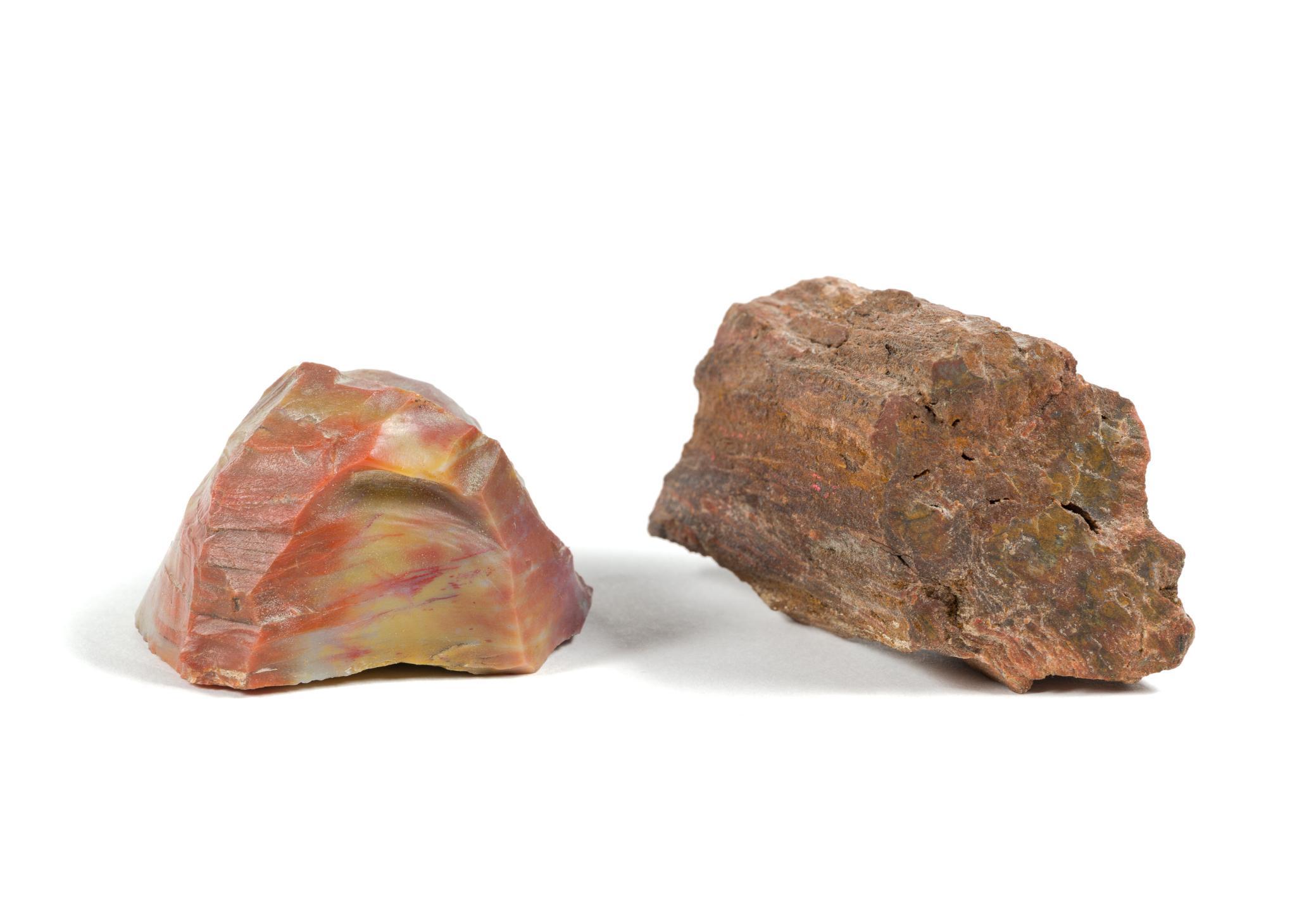 Fish Fossil, Minerals & Sea Urchin Skeleton Shaker
