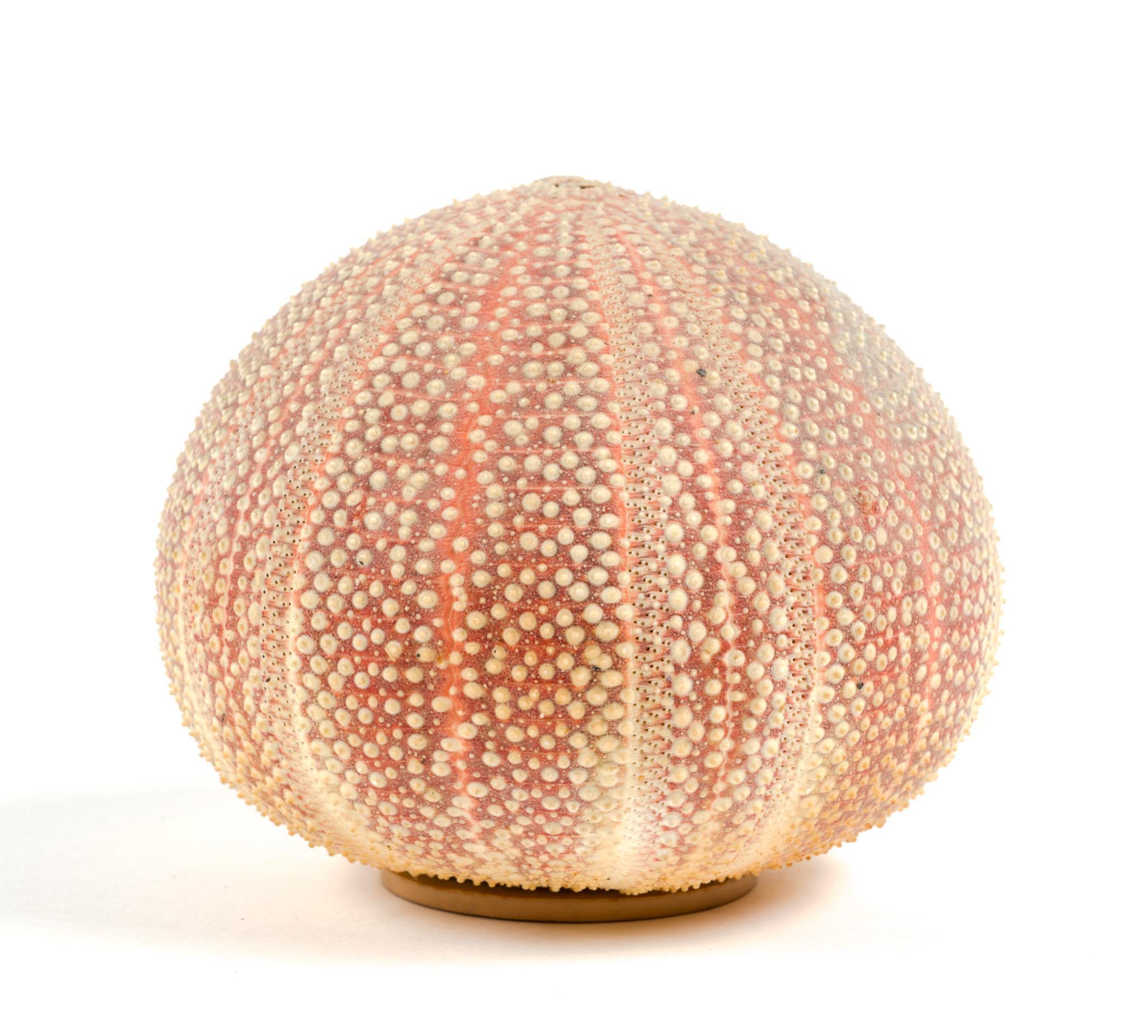 Fish Fossil, Minerals & Sea Urchin Skeleton Shaker