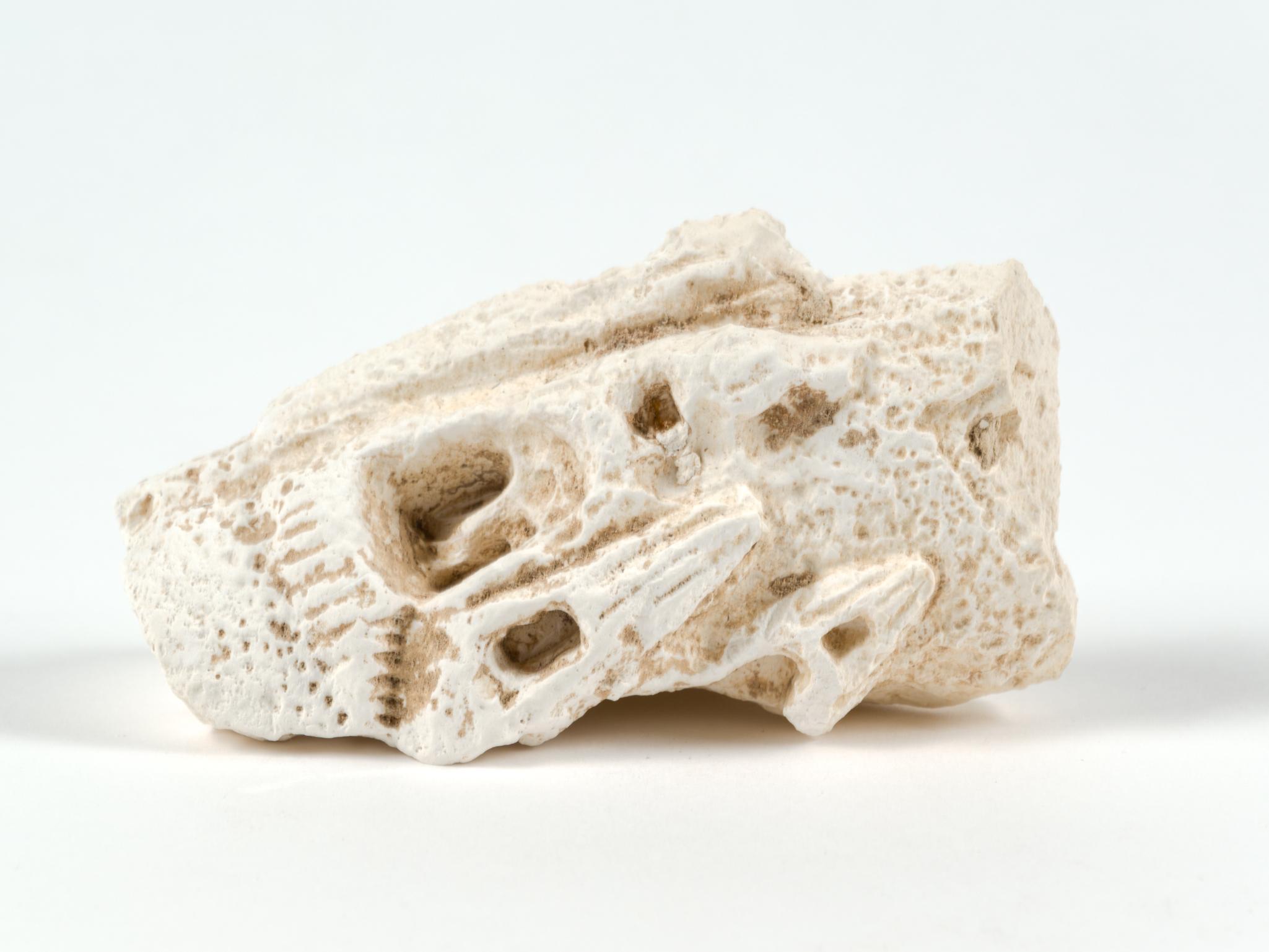 Fish Fossil, Minerals & Sea Urchin Skeleton Shaker
