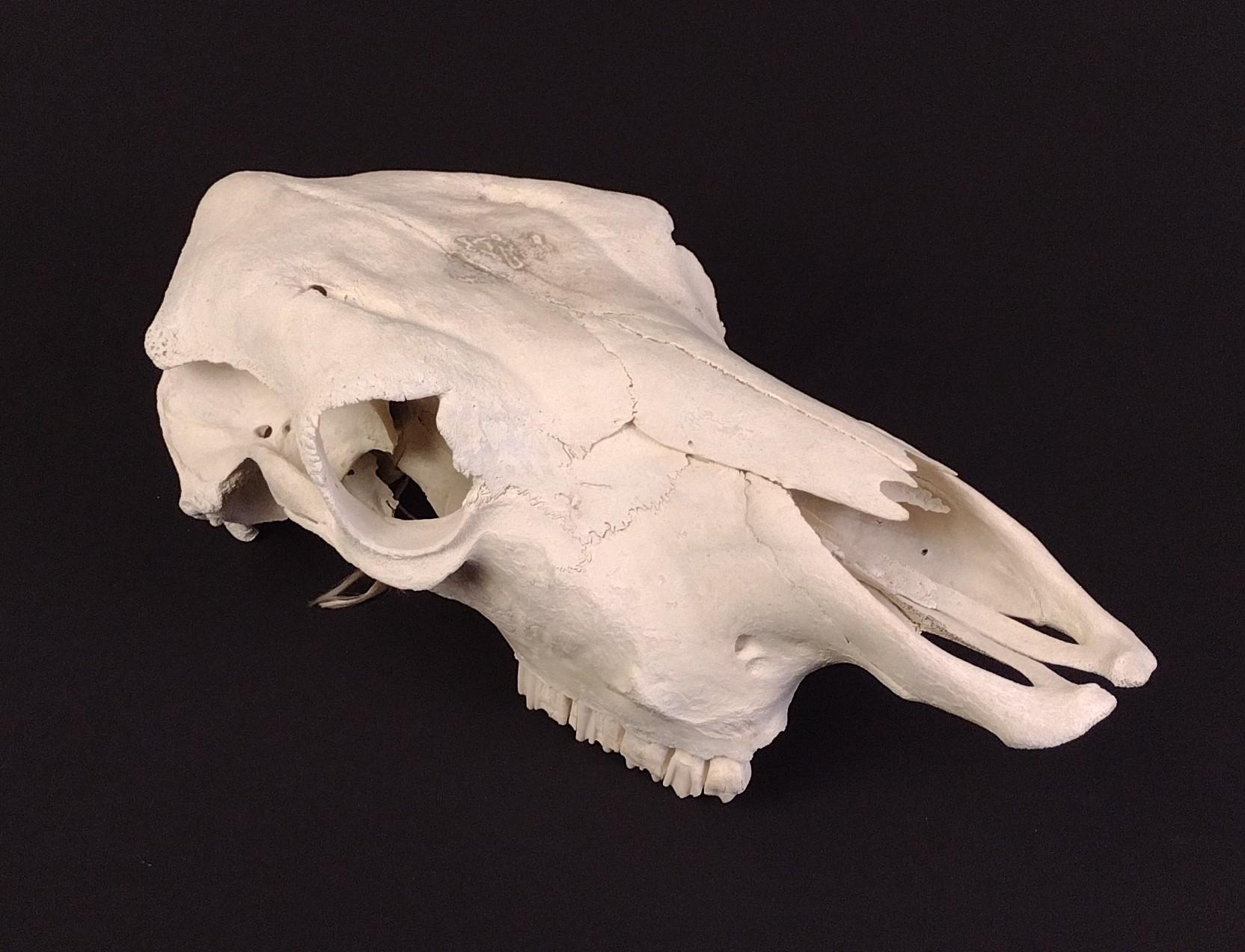 Buffalo Skull