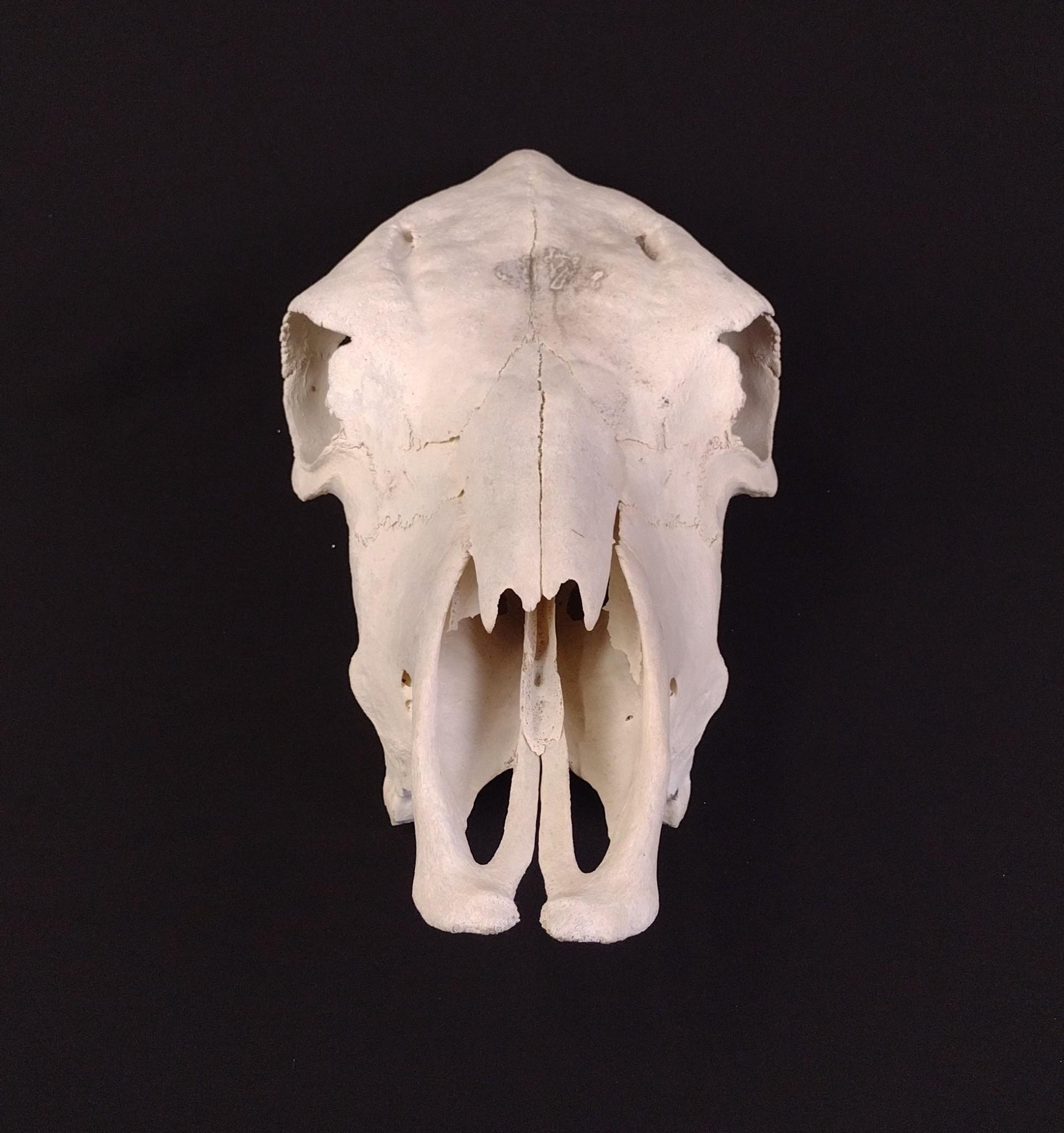 Buffalo Skull