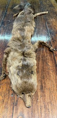 Vintage Fox Stole - Presented in good order - 120cm long