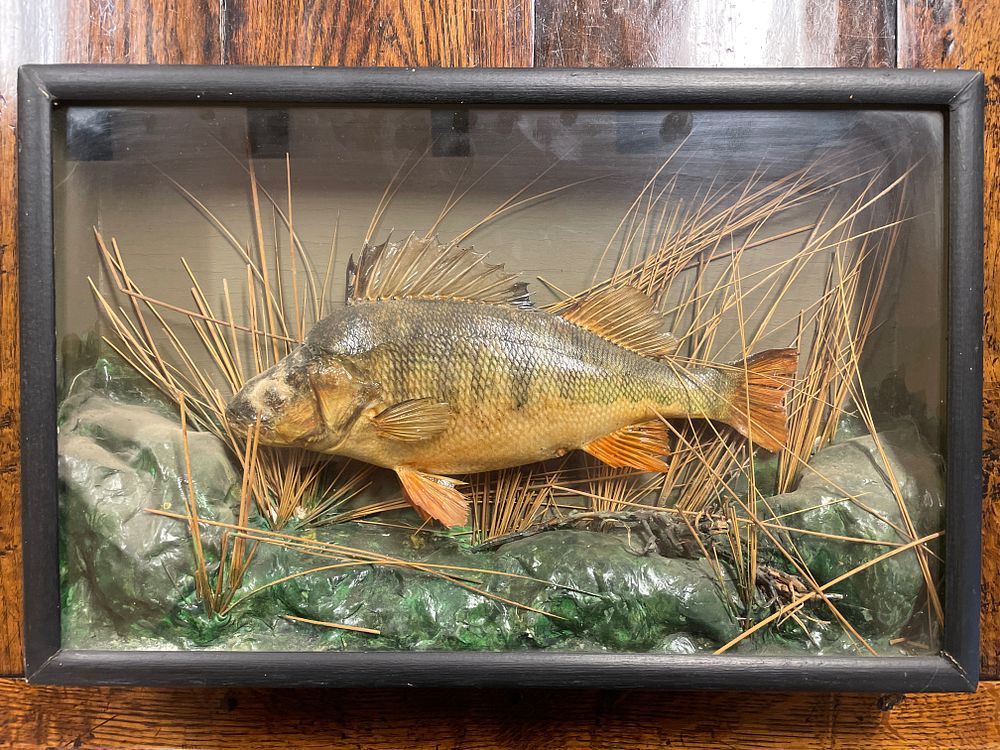 Lot 316 – A Vintage Cased Taxidermy Fish of a Perch